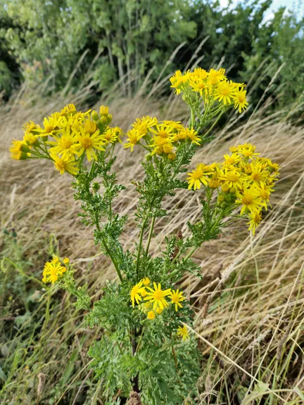 Bellegem, West-Vlaanderen (België)